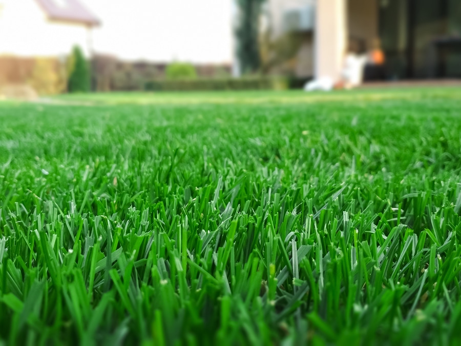 Professional Lawn Aeration Services